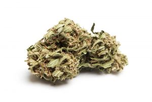 marijuana bud 